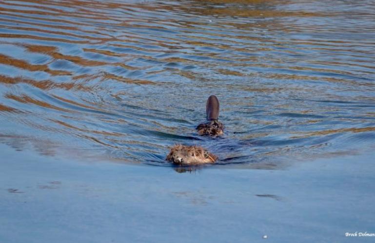 A beaver swimming